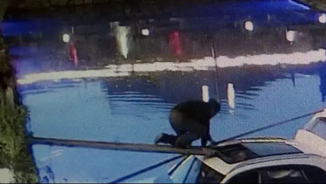 dog drives owner's car into pond
